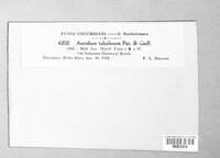 Aecidium tubulosum image